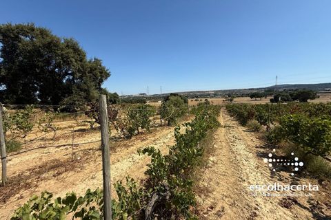 Landejendom i Palmela, Setubal, Palmela - € 320.000 | Ref: TER_2864/14154 - foto 33