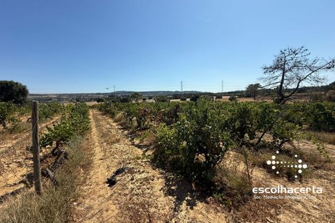 Landejendom i Palmela, Setubal, Palmela - € 320.000 | Ref: TER_2864/14154 - foto 36