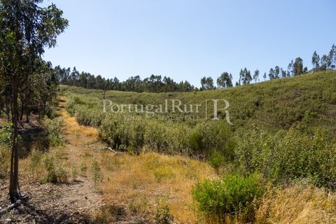 Helårsgrund i Macao, Santarem, Macao - € 85.000 | Ref: FL416 - foto 11