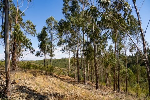 Helårsgrund i Macao, Santarem, Macao - € 85.000 | Ref: FL416 - foto 14