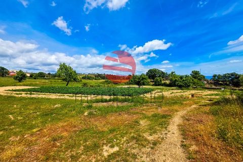 Terra a Meda, Guarda, Meda - € 120.000 | Ref: 540/MDA - foto 7