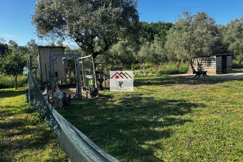 Villa i Cantanhede, Coimbra, Cantanhede - € 349.000 | Ref: V980MS - foto 36