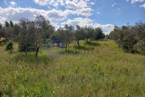 Helårsgrund i Tomar, Santarem, Tomar - € 60.000 | Ref: 1129611 - foto 4