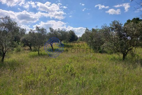 Helårsgrund i Tomar, Santarem, Tomar - € 60.000 | Ref: 1129611 - foto 5