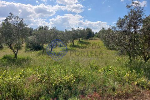 Helårsgrund i Tomar, Santarem, Tomar - € 60.000 | Ref: 1129611 - foto 6