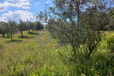 Helårsgrund i Tomar, Santarem, Tomar - € 60.000 | Ref: 1129611 - foto 7