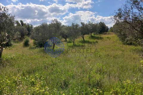 Helårsgrund i Tomar, Santarem, Tomar - € 60.000 | Ref: 1129611 - foto 8
