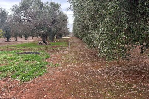 Villa a Latiano, Brindisi, Latiano - € 63.000 | Ref: RH-28475-property-1173078 - foto 7