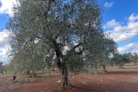 Villa a Latiano, Brindisi, Latiano - € 32.000 | Ref: RH-28493-property-1173091 - foto 9