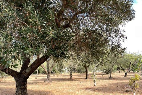 Farm hus i Ostuni, Brindisi, Ostuni - € 180.000 | Ref: RH-28513-property-1173105 - foto 18