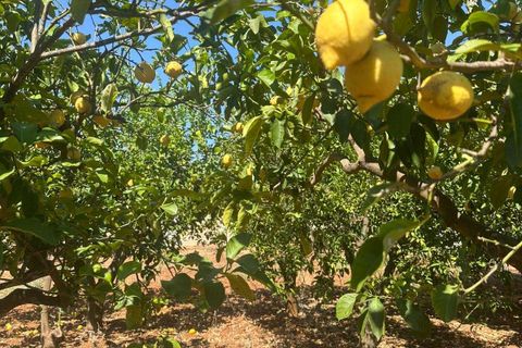 Villa i Brindisi, Brindisi, Brindisi - € 169.000 | Ref: RH-30555-property-1173642 - foto 14