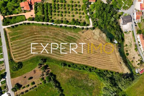Farm i Pombal, Leiria, Pombal - € 990.000 | Ref: QUI_2916_AMOT - foto 20