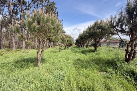 Helårsgrund i Santo Onofre e Serra do Bouro, Leiria, Santo Onofre e Serra do Bouro - € 90.000 | Ref: FL006-26 - foto 5