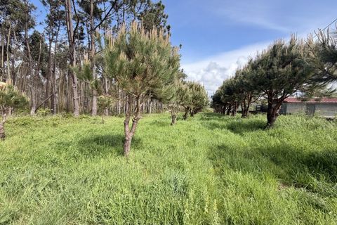 Helårsgrund i Santo Onofre e Serra do Bouro, Leiria, Santo Onofre e Serra do Bouro - € 90.000 | Ref: FL006-26 - foto 6