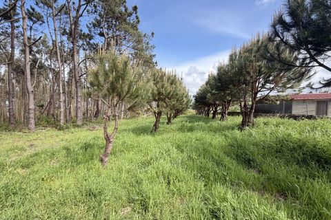 Helårsgrund i Santo Onofre e Serra do Bouro, Leiria, Santo Onofre e Serra do Bouro - € 90.000 | Ref: FL006-26 - foto 7