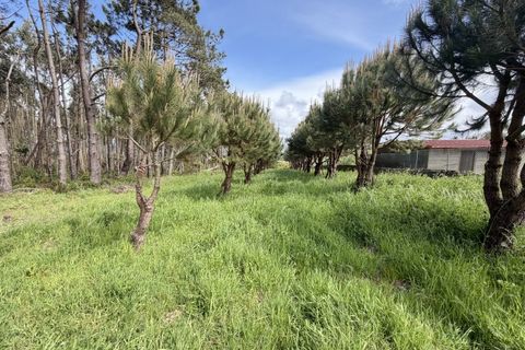 Helårsgrund i Santo Onofre e Serra do Bouro, Leiria, Santo Onofre e Serra do Bouro - € 90.000 | Ref: FL006-26 - foto 8