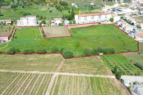 Terra a Alijo, Vila Real, Alijo - € 700.000 | Ref: 919288 - foto 2