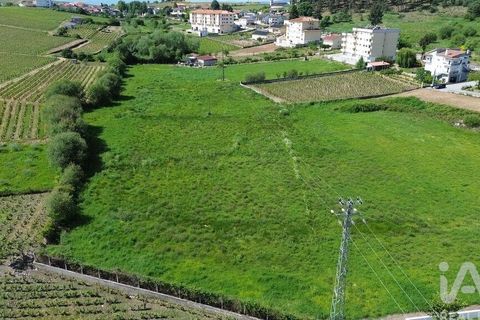 Terra a Alijo, Vila Real, Alijo - € 700.000 | Ref: 919288 - foto 9