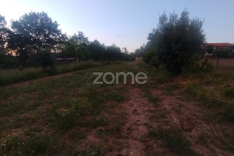 Helårsgrund i Mangualde, Viseu, Mangualde - € 32.500 | Ref: ZMPT589104 - foto 17
