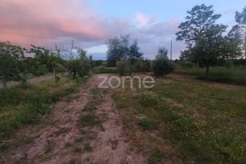 Helårsgrund i Mangualde, Viseu, Mangualde - € 29.500 | Ref: ZMPT589106 - foto 6