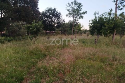Helårsgrund i Mangualde, Viseu, Mangualde - € 29.500 | Ref: ZMPT589106 - foto 12