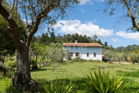 Farm i Miranda do Corvo, Coimbra, Miranda do Corvo - € 1.290.000 | Ref: ZMPT588985 - foto 20