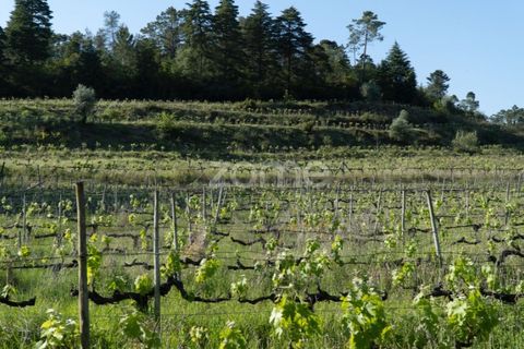 Farm i Miranda do Corvo, Coimbra, Miranda do Corvo - € 1.290.000 | Ref: ZMPT588985 - foto 25