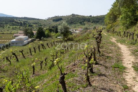 Farm i Miranda do Corvo, Coimbra, Miranda do Corvo - € 1.290.000 | Ref: ZMPT588985 - foto 40