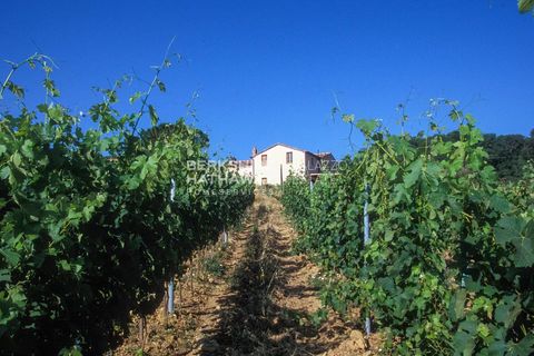 Villa a Montescudaio, Pisa, Montescudaio - € 2.900.000 | Ref: ito3122 - foto 20