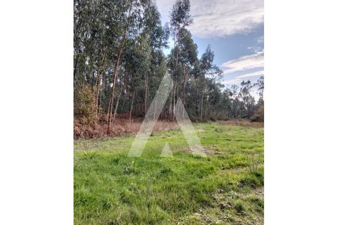Helårsgrund i Ponte de Lima, Viana do Castelo, Ponte de Lima - € 77.500 | Ref: 1350310/26VC - foto 10