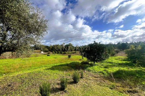 Farm hus i Coruche, Santarem, Coruche - € 740.000 | Ref: C0483-01863 - foto 7