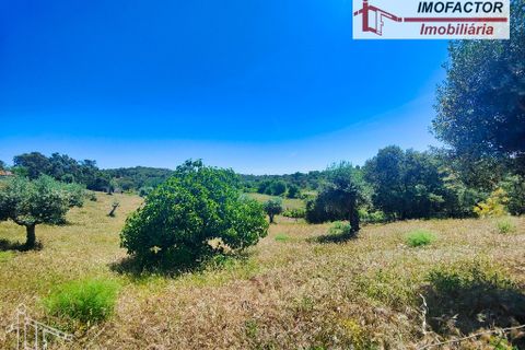 Farm hus i Castelo Branco, Castelo Branco, Castelo Branco - € 1.500.000 | Ref: 21-11881 - foto 21