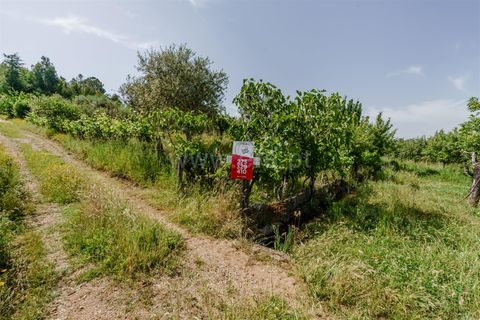 Helårsgrund i Covilha, Castelo Branco, Covilha - € 40.000 | Ref: 111260117 - foto 2