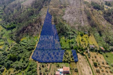Helårsgrund i Covilha, Castelo Branco, Covilha - € 40.000 | Ref: 111260117 - foto 17