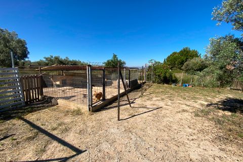 Finca i Sax, Alicante, Sax - € 229 995 | Ref: 18229 - foto 17
