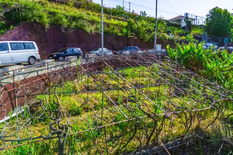 Helårsgrund i Camara de Lobos, Madeira, Camara de Lobos - € 110.000 | Ref: 00623-BT - foto 13