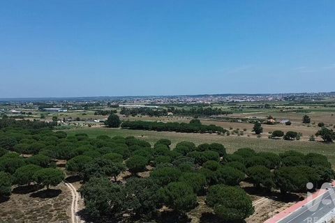 Terra a Almeirim, Santarem, Almeirim - € 1.715.000 | Ref: 927977 - foto 28
