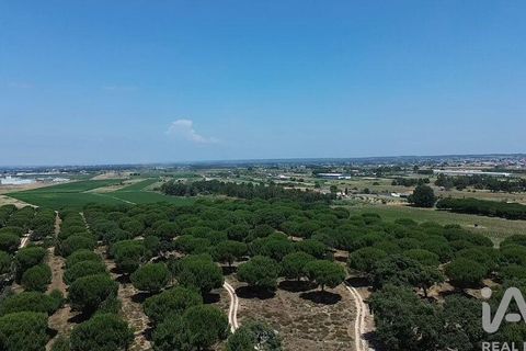 Terra a Almeirim, Santarem, Almeirim - € 1.715.000 | Ref: 927977 - foto 34