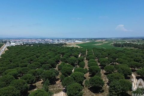 Terra a Almeirim, Santarem, Almeirim - € 1.715.000 | Ref: 927977 - foto 40