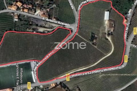 Farm i Fontelas, Vila Real, Fontelas - € 810.000 | Ref: ZMPT589278 - foto 18