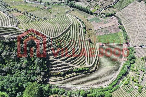Farm i Vila Real, Vila Real, Vila Real - € 170.000 | Ref: FIN_511 - foto 2