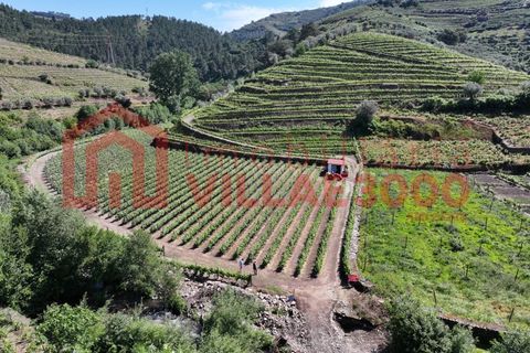 Farm i Vila Real, Vila Real, Vila Real - € 170.000 | Ref: FIN_511 - foto 3