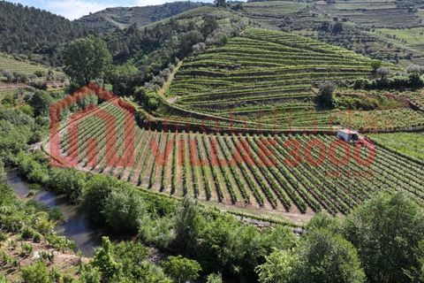 Farm i Vila Real, Vila Real, Vila Real - € 170.000 | Ref: FIN_511 - foto 4