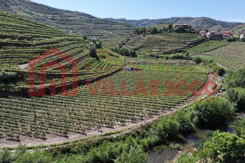 Farm i Vila Real, Vila Real, Vila Real - € 170.000 | Ref: FIN_511 - foto 5