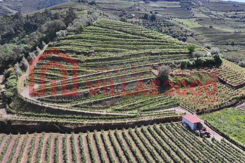 Farm i Vila Real, Vila Real, Vila Real - € 170.000 | Ref: FIN_511 - foto 6