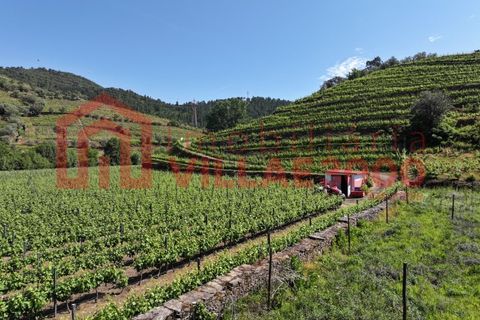 Farm i Vila Real, Vila Real, Vila Real - € 170.000 | Ref: FIN_511 - foto 7