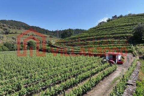 Farm i Vila Real, Vila Real, Vila Real - € 170.000 | Ref: FIN_511 - foto 8