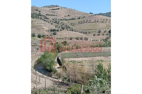 Farm i Vila Real, Vila Real, Vila Real - € 170.000 | Ref: FIN_511 - foto 9