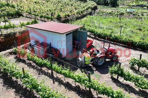 Farm i Vila Real, Vila Real, Vila Real - € 170.000 | Ref: FIN_511 - foto 10