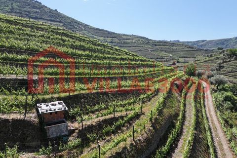 Farm i Vila Real, Vila Real, Vila Real - € 170.000 | Ref: FIN_511 - foto 12